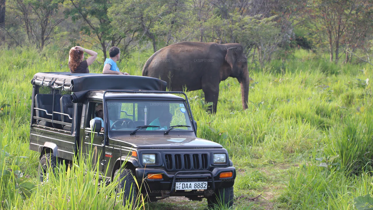 Wilpattu National Park Safaris