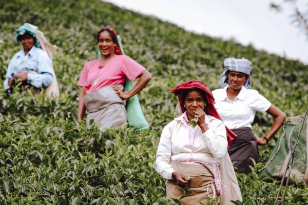 Tea-plantations-in-Sri-Lanka