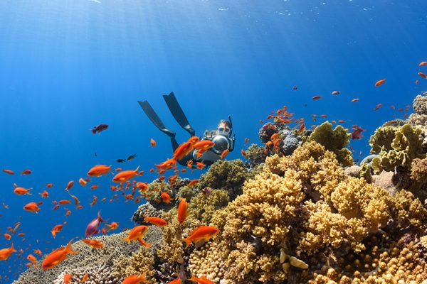 diving-in-hikkaduwa-and-unawatuna
